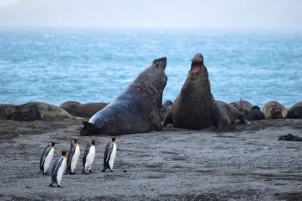 Male elephant seals jousting on a South Georgia beach with king penguins in front of  them