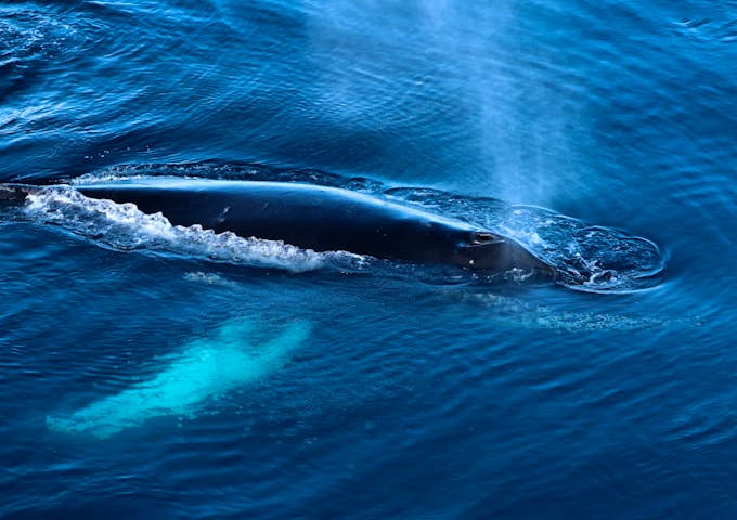 A close-up shot of the top of a humpback whale in Antarctica