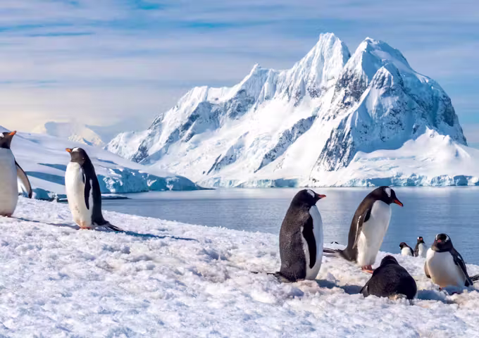 Gentoo penguins on Petermann Island on the Antarctic Peninsula