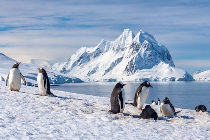 Gentoo penguins on Petermann Island on the Antarctic Peninsula