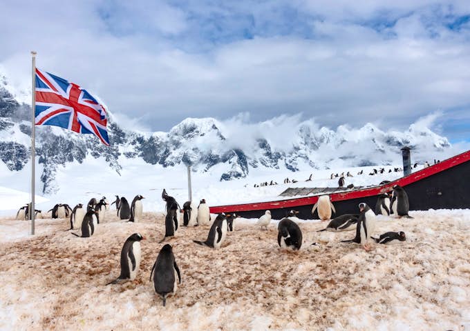 The gentoo penguin colony outside the Penguin Post Office at Port Lockroy in Antarctica