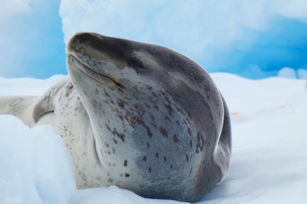 Leopard seal on an ice floe