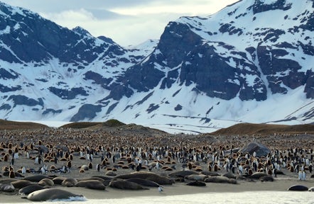 St Andrews Bay in South Georgia by zodiac