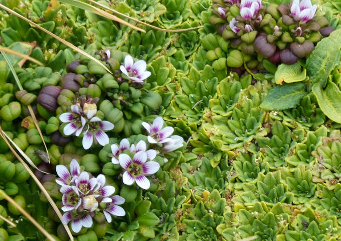 Flowering gentian & plantago triantha on Enderby Island