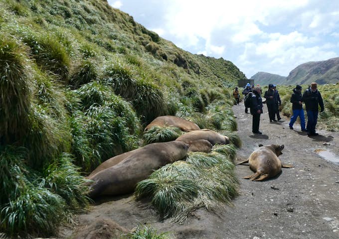 Hikers walking past Elephant seals on Macquarie Island