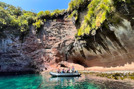 Zodiac cruising at the Auckland Islands, New Zealand's subantarctic islands