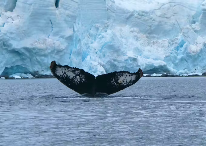 Humpback whale flukes at Port Charcot on the Antarctic Peninsula