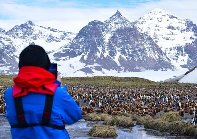 Watching the king penguin colony at Salisbury Plain on South Georgia