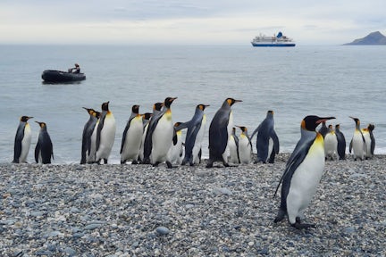 King penguins on St Andrews Bay beach in South Georgia