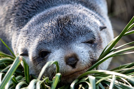 Close up of a fur seal pup sleeping in the tussock on Prion Island at South Georgia