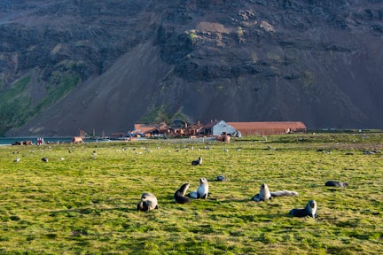 Fur seal pups on the grass in front of the ruined whaling station at Stromness Harbour, South Georgia
