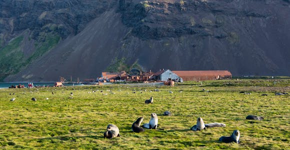Fur seal pups on the grass in front of the ruined whaling station at Stromness Harbour, South Georgia
