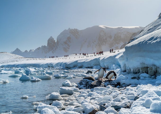 Cuverville Island, Antarctica