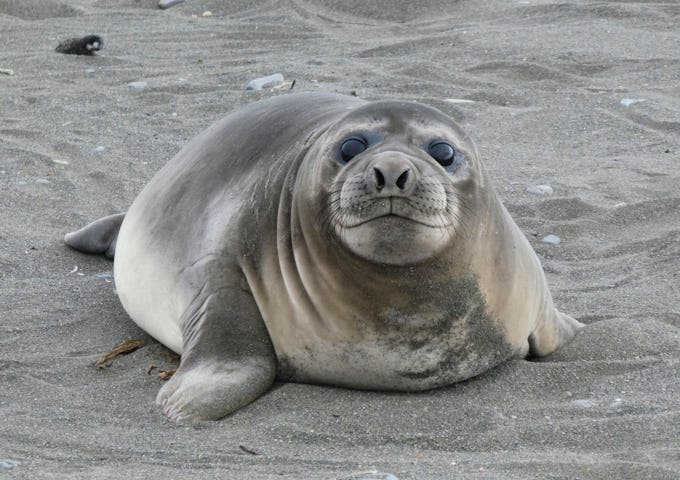 Elephant seal pup, Antarctica