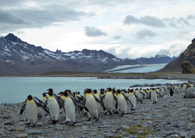 King penguins, South Georgia, Antarctica