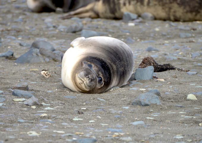 An elephant seal looks at the camera at elephant point