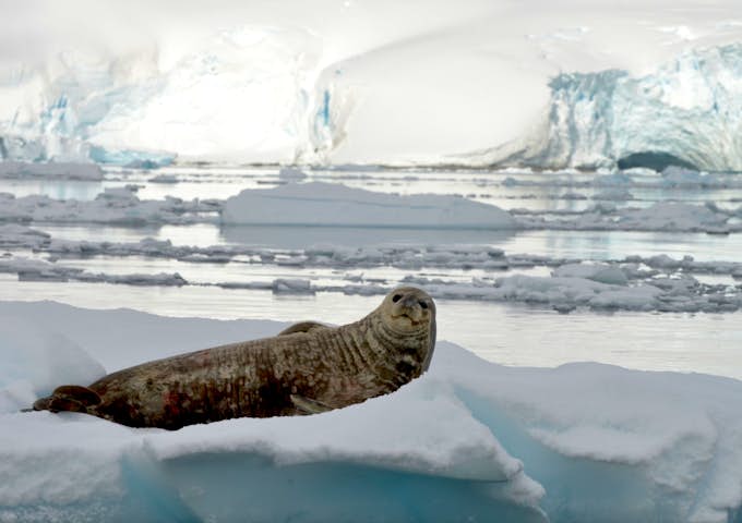 A weddell seal looks at the camera while lounging on ice