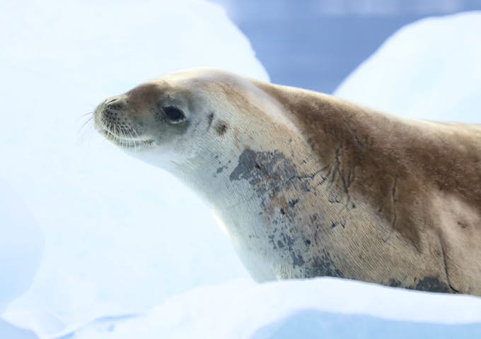Crabeater seal on ice 