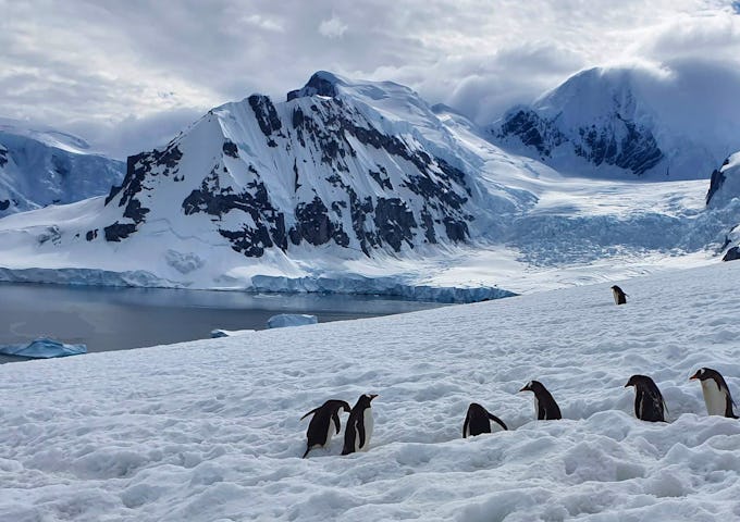Gentoo penguins in Antarctica