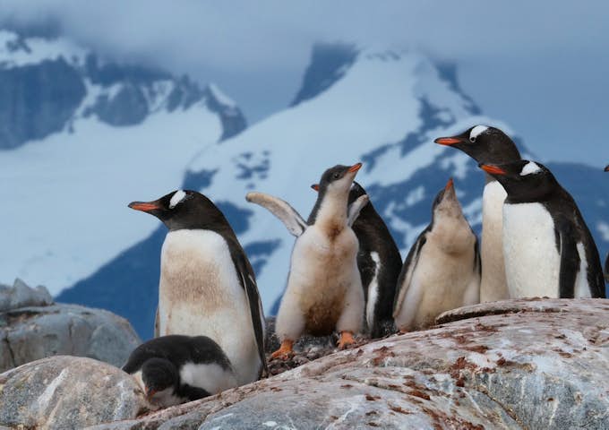Gentoo chick and adults, Peterman Island, Antarctica
