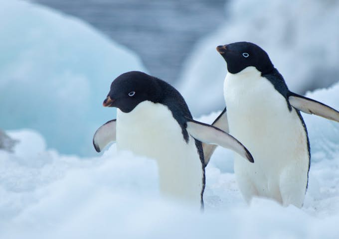Two Adelie penguins