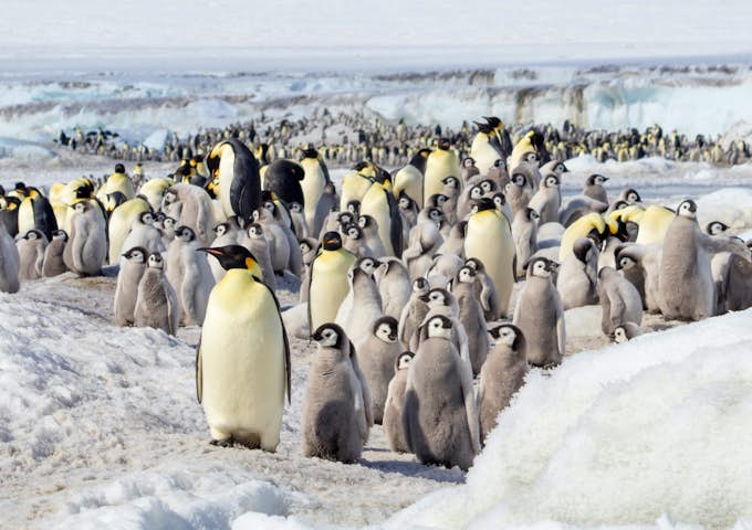Emperor penguins and chick at Snow Hill in the Weddell Sea