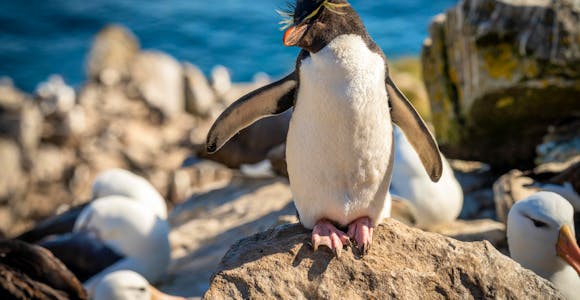 A single rockhopper penguin stands on a rock surrounded by black-browed albatross at West Point in the Falkland Islands