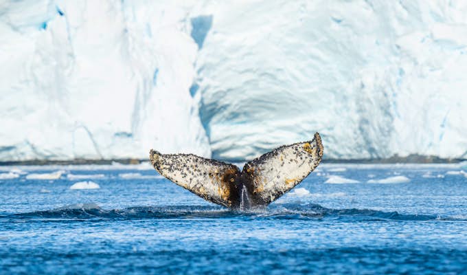 SWO_5_ALL_BurnhamArlidge_humpack-whale-fluke-Patagonia-bay-gallery