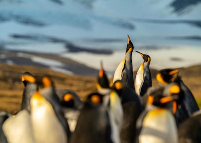 King penguins in the golden hour on South Georgia