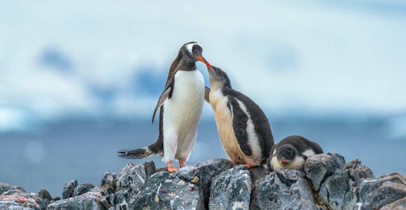 A gentoo penguin feeding its chick