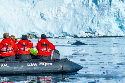 Watching a humpback whale from a zodiac in Wilhemina Bay