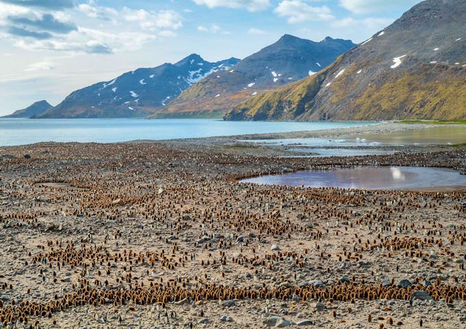 King Penguins