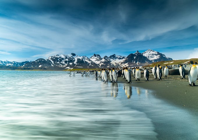 King penguins on the beach at St Andrews Bay in South Georgia