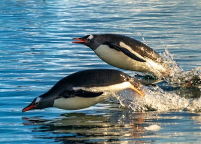 Two gentoo penguins porpoising through the water