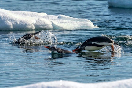 A group of gentoo penguins porpoising through the water in Antarctica