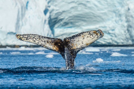 Humpback whale flukes in Antarctica