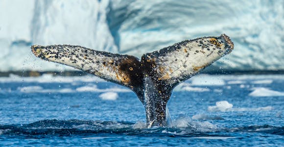 Humpback whale fluke in Antarctica