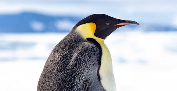 Emperor penguin at Snow Hill in the Weddell Sea