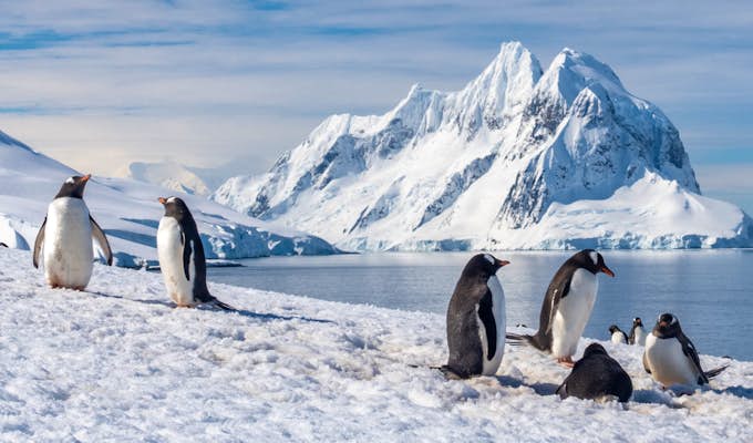 SWO_5_ALL_DanielBrooks-Gentoo-Penguins-Petermann-Island
