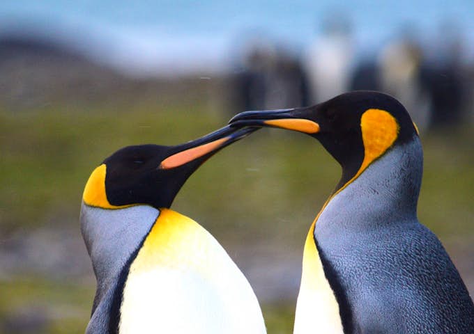 King Penguins
