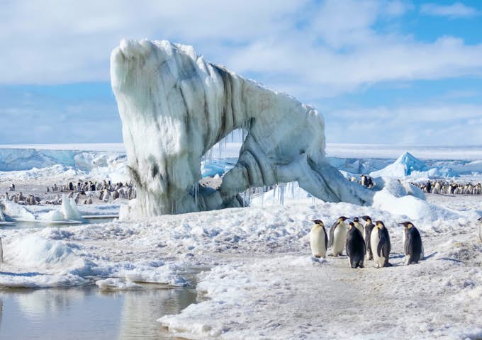 Emperor Penguins