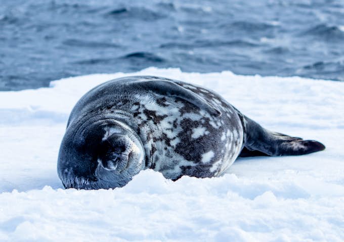 Weddell seal on the ice