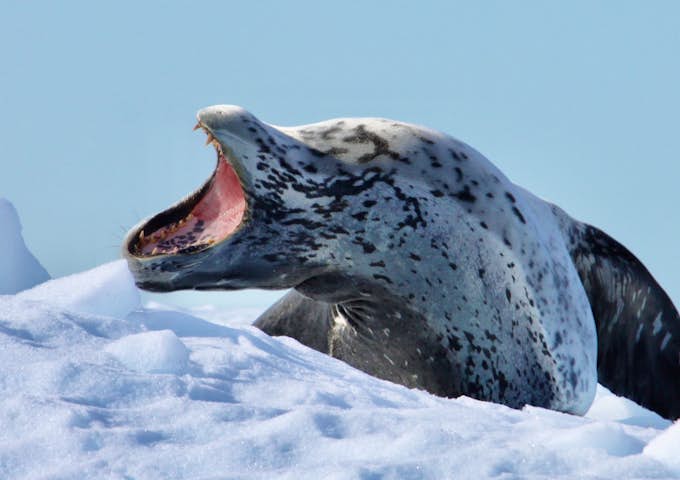 Yawning leopard seal