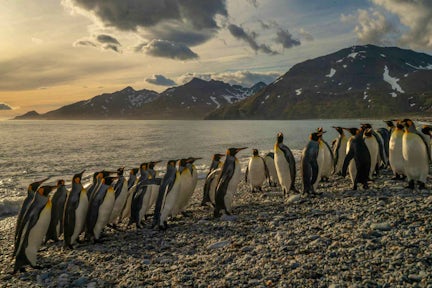 In the golden light of daw, a line of king penguins walk on the pebble beach of St Andrews Bay on South Georgia island. There are mountains in the background