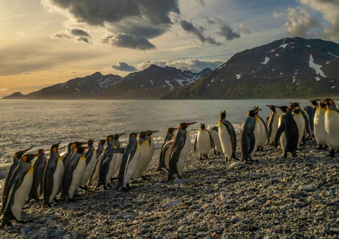In the golden light of daw, a line of king penguins walk on the pebble beach of St Andrews Bay on South Georgia island. There are mountains in the background