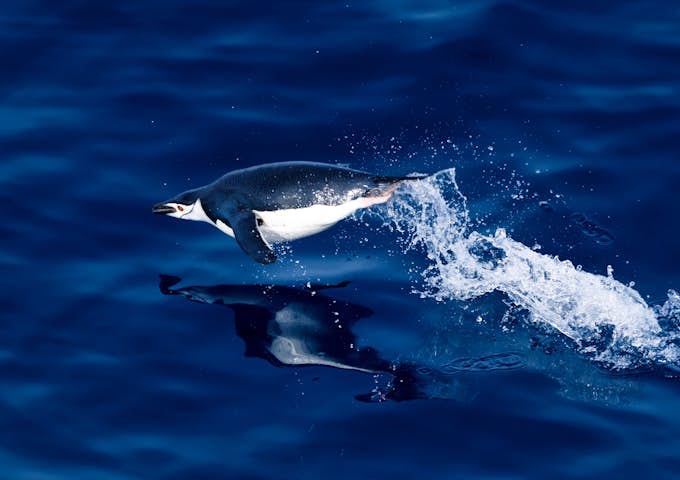 A chinstrap penguin leaps above the dark blue water in Antarctica