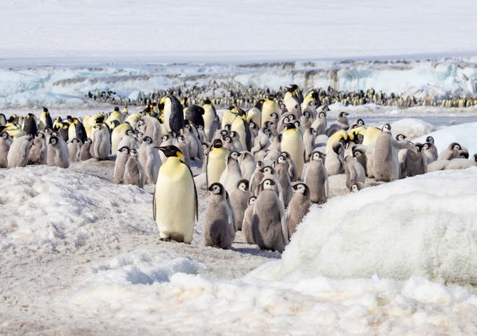 Emperor penguins en masse at the Snow Hill rookery in Antarctica 