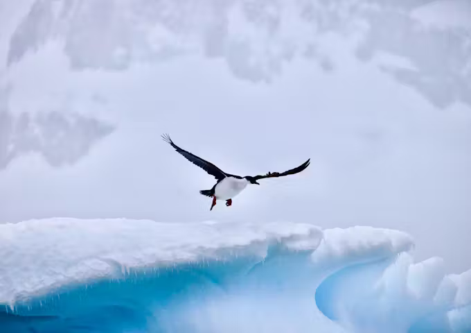 An imperial shag flies against a snowy backdrop in Antarctica