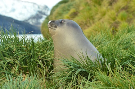 An elephant seal pup in the tussac grass at Peggotty Bluff in King Haakon Bay, South Georgia, where Shackleton and the crew of the James Caird camped in 1916