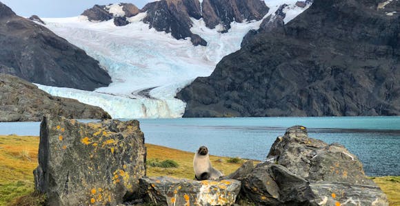 Glacier view with fur seal at the head of King Haakon Bay, South Georgia